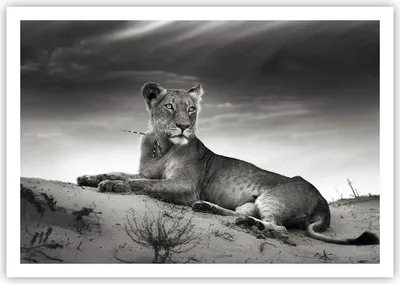 Produktbild von Poster - Poster ohne Rahmen - Tierwelt weiblich katze Tier - 100x70 cm - Wand Bild - Wanddeko - Wandbilder - Kunstposter - Wandposter - Bilder - Kunstdruck - Wandbild - P2XAA100x70-3165