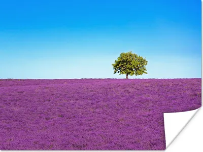Produktbild von MuchoWow® Poster Baum - Lila - Himmel - Lavendel 160x120 cm - Foto Plakat