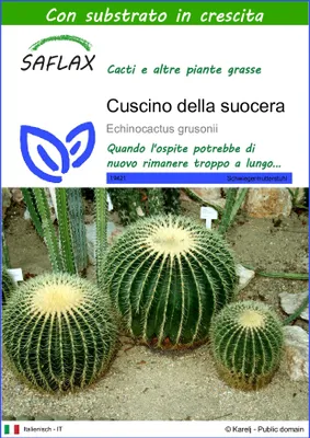 Immagine prodotto di SAFLAX  - Cuscino della suocera - 40 semi - Con substrato - Echinocactus