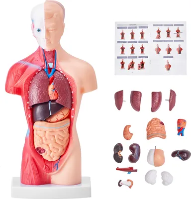 Produktbild von SucceBuy model lidského těla, 15 dílů, 11 palců. Anatomický model lidského trupu s vyjímatelnými orgány. Anatomický model kostry. Výuková pomůcka pro žáky. Ideální pro výuku přírodních věd, školní výuku a výstavy.