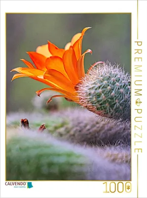 Produktbild von CALVENDO Puzzle Orange Kakteenblüte | 1000 Teile Lege-Größe 64x48cm Foto-Puzzle für glückliche Stunden