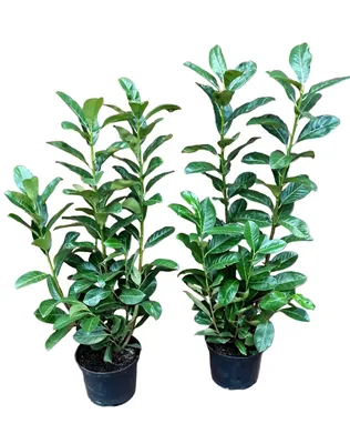 Produktbild von 100 Prunus Rotundifolia, Höhe 60-80 cm, Kirschlorbeer-Pflanzen, Heckenpflanzen, immergrün und winterhart