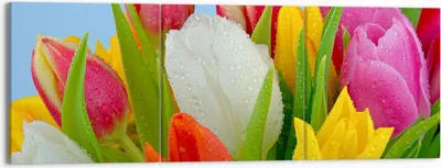 Produktbild von Bild auf Leinwand - Leinwandbild - Tulpen Blumenstrauß Blumen Tau - 150x50cm - Wand Bild - Wanddeko - Leinwanddruck - Bilder - Kunstdruck - Wanddekoration - Leinwand bilder - Wandkunst - CA150x50-2526