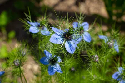 Image de 1000 graines de nigelle (Nigella damascena) – Fleurs délicates et capsules décoratives | Fleur de jardin mellifère
