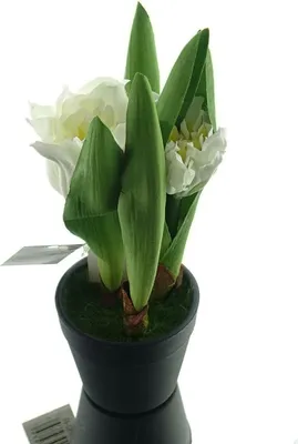 Produktbild von GASPER Tulpen Weiß im schwarzen Mini-Topf 19 cm hoch - Kunstpflanzen