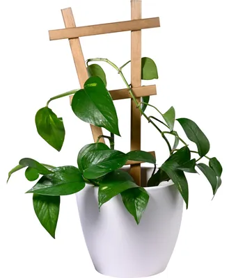 Productafbeelding van Houten plantensteun, 4-delig, 19x1,4x39 cm, bruin, geschikt voor tuin en balkon