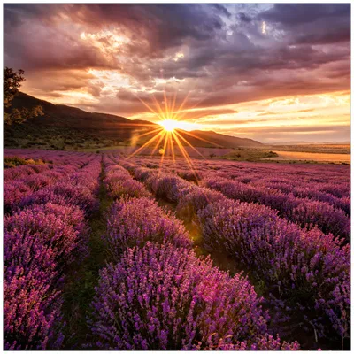 Produktbild von Wallario Möbeldesign / Aufkleber, geeignet für Ikea Lack Tisch - Lavendelfeld bei Sonnenuntergang - Sonnenstrahlen in 55 x 55 cm