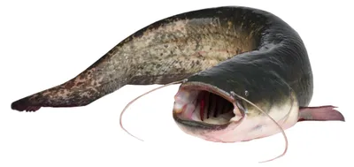 Obrázek produktu pro Samolepicí nálepka "Meerval" - 50 cm - Realistický design