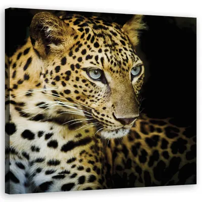 Produktbild von Leinwandbild Majestätischer Leopard 40x40 Feeby Orange bild für die wand bereit zum aufhängen