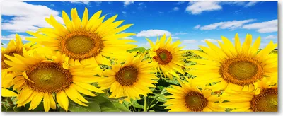 Produktbild von Tulup® Glas-Bild Wandbild aus Glas - 125x50 - Wandkunst - Wandbild hinter gehärtetem Sicherheitsglas - Dekorative Wand für Küche & Wohnzimmer  - Blumen & Pflanzen - Sonnenblumen - Gelb