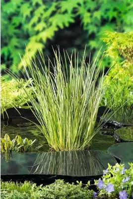 Obrázek produktu pro Puškvorec obecný FloraSelf Acorus calamus 'Gramineus' květináč Ø 9 cm