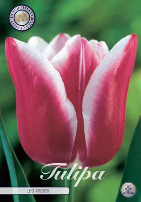 Artikelbild 2 von 'Tulpe Leo Visser (10 Stück)' aus der Kategorie Tulpenzwiebeln
