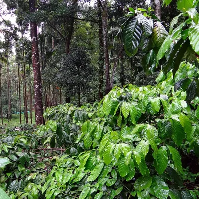 Produktbild von Robusta-Kaffee (Coffea canephora) - 10 Samen