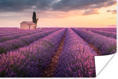 Produktbild von MuchoWow® Poster Lavendel - Blumen - Lila - Feld 120x80 cm - Bilder