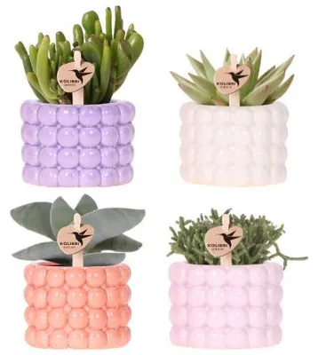 Produktbild von Poppy Mix Pflanzenset 4er Bubble Design Keramik Ø6cm Zimmerpflanze Grünpflanze