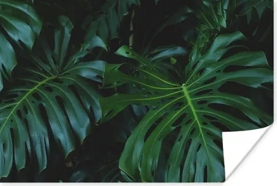 Produktbild von MuchoWow® Poster Monstera - Blätter - Tropisch - Dschungel 30x20 cm - Plakate - Print
