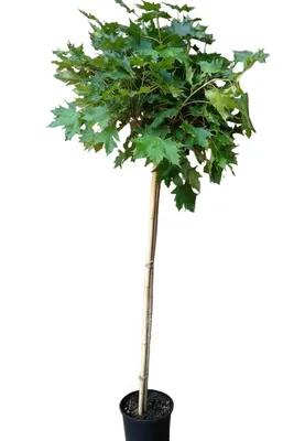 Produktbild von Acer platanoides Globosum, Kugelahorn, Ahorn Hochstamm, Höhe: 170-180 cm, Stammhöhe: 125 cm