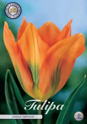 Artikelbild 2 von 'Tulpe Orange Emperor (10 Stück)' aus der Kategorie Tulpenzwiebeln