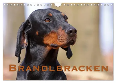 Produktbild von Brandlbracken (Wandkalender 2027 DIN A4 quer), CALVENDO Monatskalender