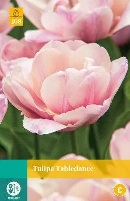 Productafbeelding van Tulipa Tabledance JUB, 7 bloembollen