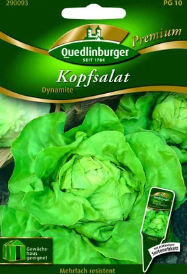 Produktbild von Kopfsalat 'Dynamite' Salatsamen Quedlinburger