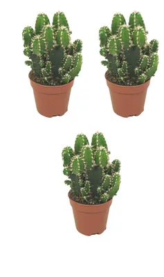 Produktbild von Felsenkaktus 3er Set Zimmerpflanze