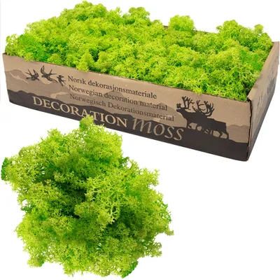 Produktbild von Karton Islandmoos Helles Grasgrün 500g