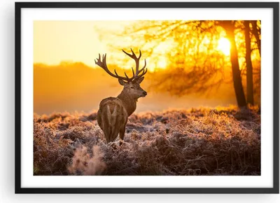Produktbild von Gerahmtes Poster - Schwarzer Rahmen - Herbst landschaft natur blatt - 70x50 cm - Wand Bild - Wanddeko - Wandbilder - Wandposter - Bilderrahmen - Bilder - Kunstdruck - Wandbild - P2BAA70x50-2552