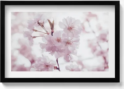 Produktbild von Zarte blassrosa Blüten– Wandbild mit Rahmen – Gerahmtes Bild  – Wanddekoration – 60x40 cm –  Schwarz Rahmen