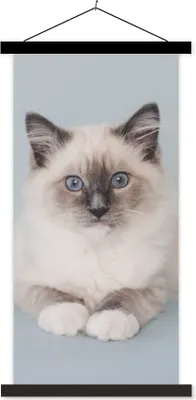 Produktbild von MuchoWow® Textilposter Katze - Ragdoll Katze - Blau - Mädchen - Kinder - Jungen - Kind 40x80 cm mit schwarzem Rahmen - Wandemalerei