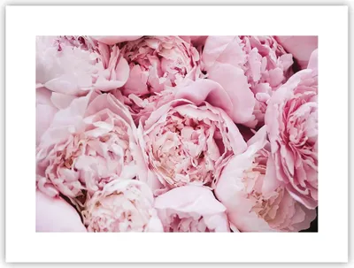 Produktbild von Poster - Poster ohne Rahmen - Blumenstrauß Blumen Rosa - 40x30 cm - Wand Bild - Wanddeko - Wandbilder - Kunstposter - Wandposter - Bilder - Kunstdruck - Wanddekoration - Wandbild - P2XAA40x30-5001