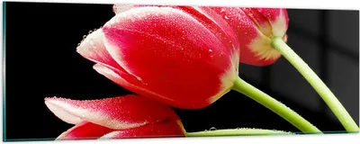 Produktbild von Bilder auf glas - Tulpe garten blume blumenstrauß - 90x30cm - Glasbilder - Wandbilder - Kunstdruck - zum Aufhängen bereit - Wanddekoration aus Glas - Glas Bilder - Wandbild auf Glas - GAB90x30-1494
