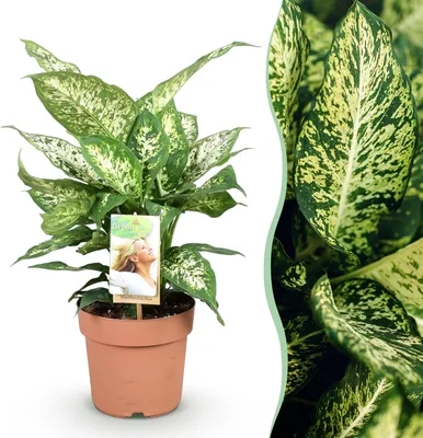 Image de Green BoutiQ - Green is... Plantes d'intérieur - Dieffenbachia Compacta - Dieffenbachia - Peu d'entretien - Vert - 1 plante - Pot de 17 cm - Hauteur 45-50 cm