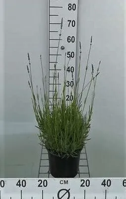 Image de Lavandula int. 'Dutch' - Lavande - Conteneur 3 litres