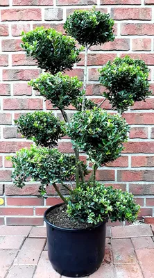 Produktbild von Japanischer Ilex Gartenbonsai 150–160 cm – immergrüner Bonsai winterhart – Buchsbaum Alternative
