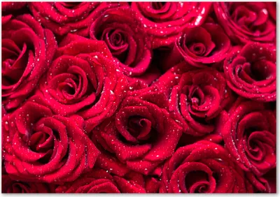 Produktbild von Tulup® Glas-Bild - 100 x 70 - Wandbild aus Glas - Wandkunst - Wandbild hinter gehärtetem Sicherheitsglas - Blumen & Pflanzen - Tropfen auf Rosen - Rot