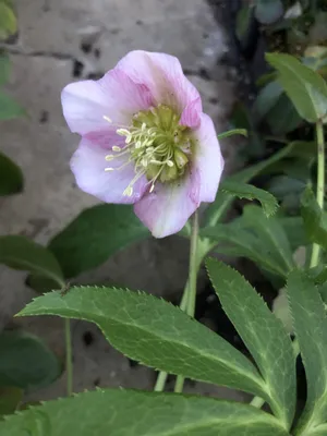 Zdjęcie produktu dla 6 x Helleborus orientalis Pretty Ellen Pink - ciemiernik - doniczka 9 x 9 cm