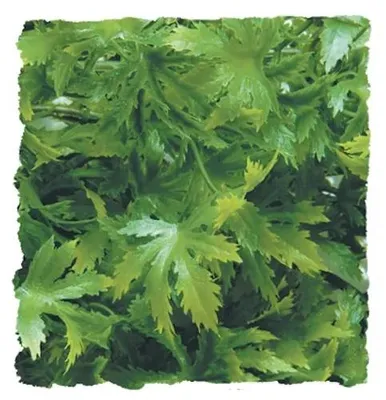 Productafbeelding van Zoo Med Cannabis Kunstplant Medium