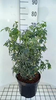 Obrázek produktu pro Choisya tern. 'Greenfingers'® - Orangenblume 40- 60 cm Kontejner