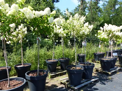Produktbild von Hortensie Rispenhortensie Stamm im E&K Pflanzkübel 200 - 230 cm div. Sorten Hydrangea Paniculata winterhart