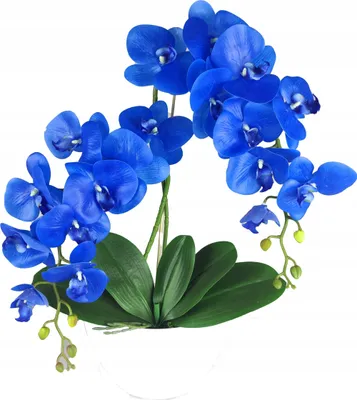 Produktbild von Künstliche Orchidee – 2-triebig, SILIKON, blau, realistische Kunstpflanze im Topf, ca. 50–54 cm