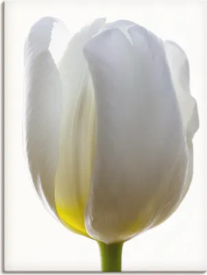 Produktbild von ARTland Leinwandbild Weiße Tulpe Größe: 30x40 cm