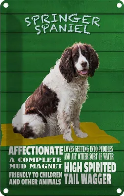 Produktbild von vianmo Blechschild 30x20 cm Springer Spaniel Hund friendly Tier Haustier