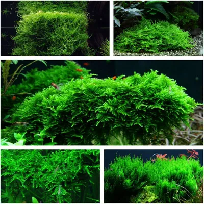 Produktbild von Moos Set mit 5 Tropica in Vitro Pflanzen Aquariumpflanzenset Nr.57