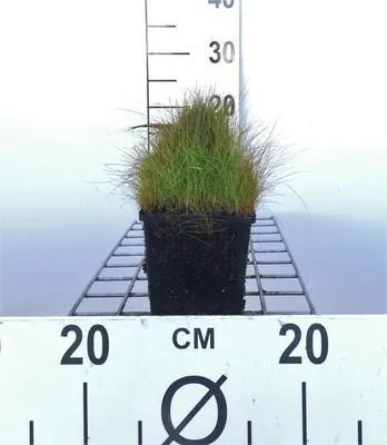 Zdjęcie produktu dla 6 x Eleocharis acicularis - turzyca igiełkowa - doniczka 11 x 11 cm