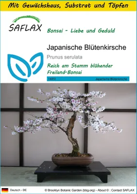 Produktbild von SAFLAX Anzucht Set - Japanische Blütenkirsche - Prunus serulata - 30 Samen - Mit Mini-Gewächshaus, Anzuchtsubstrat und 2 Töpfen