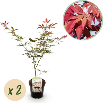 Zdjęcie produktu dla Klon japonski Acer palmatum 'Sumi-nagashi' - 2 sztuki, wysokosc 70cm, srednica