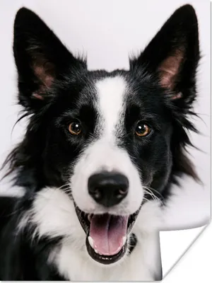Produktbild von MuchoWow® Poster Border Collie schaut in die Kamera 90x120 cm - Wohnzimmer