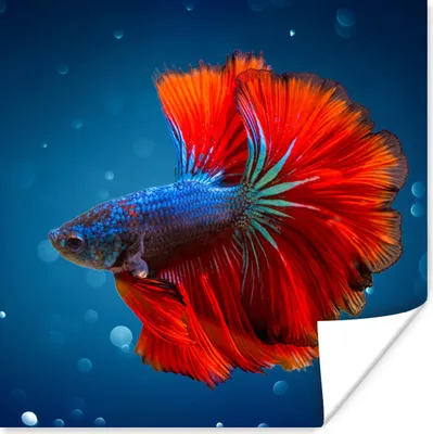 Produktbild von MuchoWow® Poster Fisch - Wasser - Rot 75x75 cm - Wand Dekoration