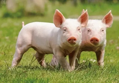 Produktbild von 3 D Ansichtskarte Ferkel, Postkarte Wackelkarte Hologrammkarte Tiere Tier Schwein Schweinchen